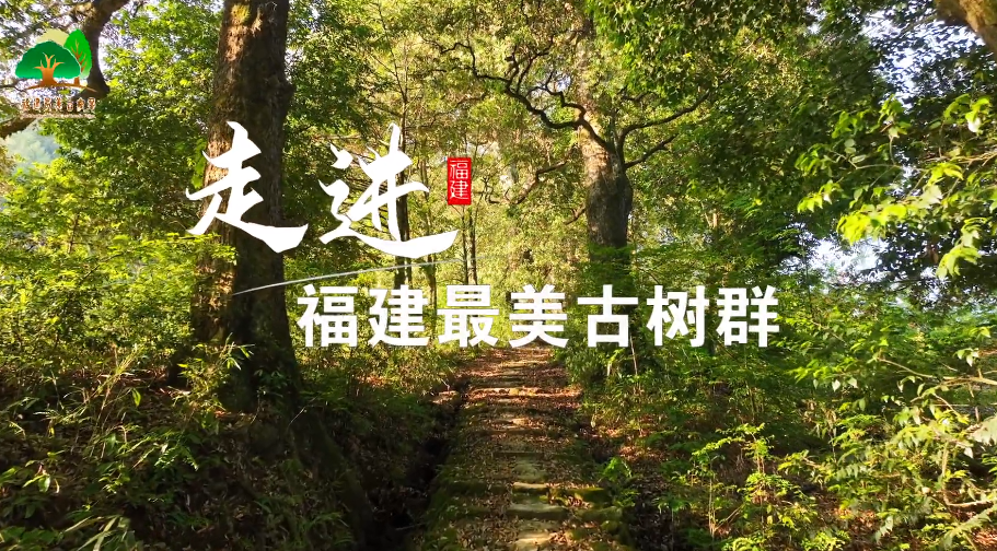 预告！走进“福建最美古树群”宣传视频即将上线！