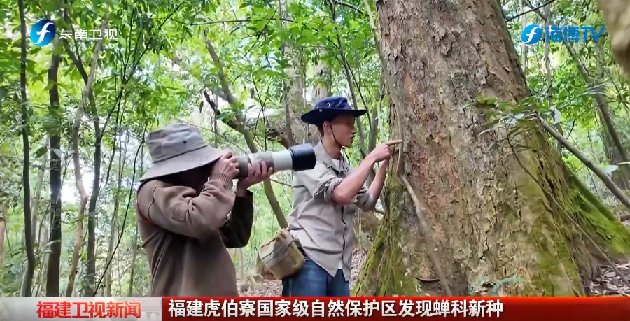 视频 | 福建虎伯寮国家级自然保护区发现蝉科新种