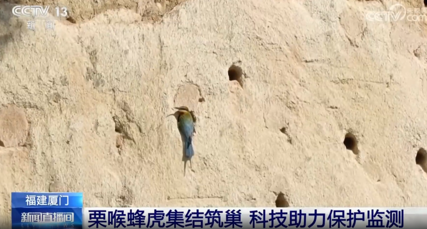 视频 | 福建厦门：栗喉蜂虎集结筑巢 科技助力保护监测
