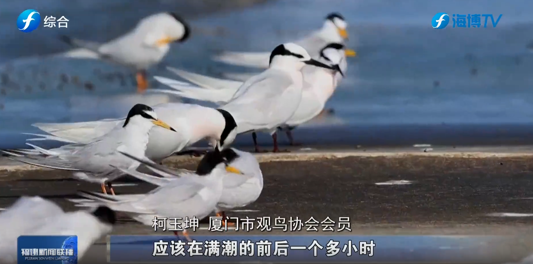 视频 | 夏候鸟“生娃潮”来了！ 厦门成燕鸥热门“暂住地”