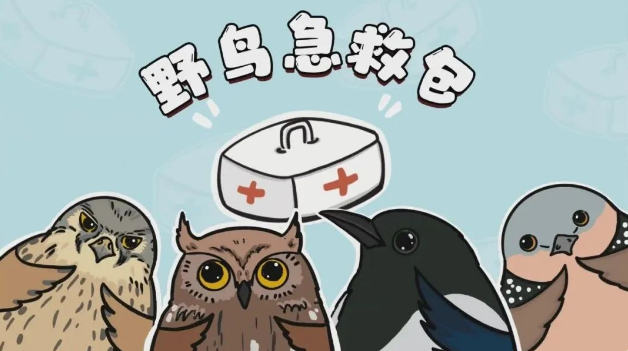 视频 | 野鸟急救包：路边的小鸟不要轻易捡回家