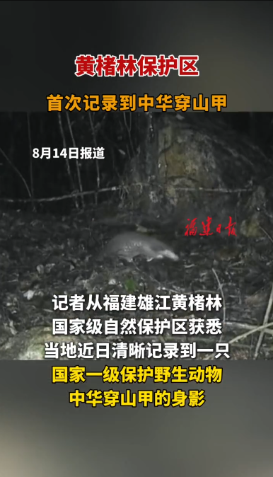 福建黄楮林保护区首次记录到中华穿山甲