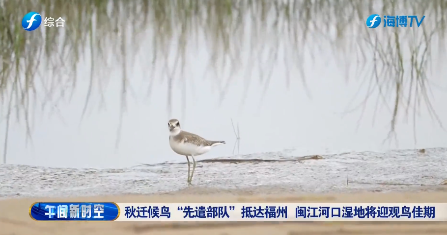 视频 | 秋迁候鸟“先遣部队”抵达福州 闽江河口湿地将迎观鸟佳期