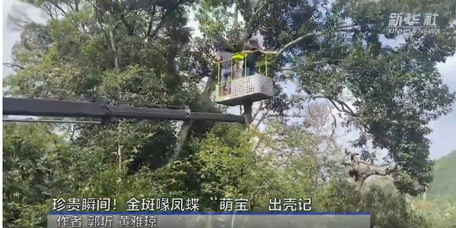 视频 | 珍贵瞬间！金斑喙凤蝶“萌宝”出壳记