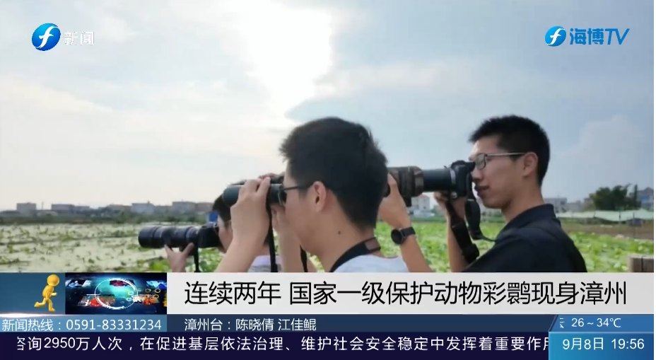 视频 | 连续两年 国家一级保护动物彩鹮现身漳州