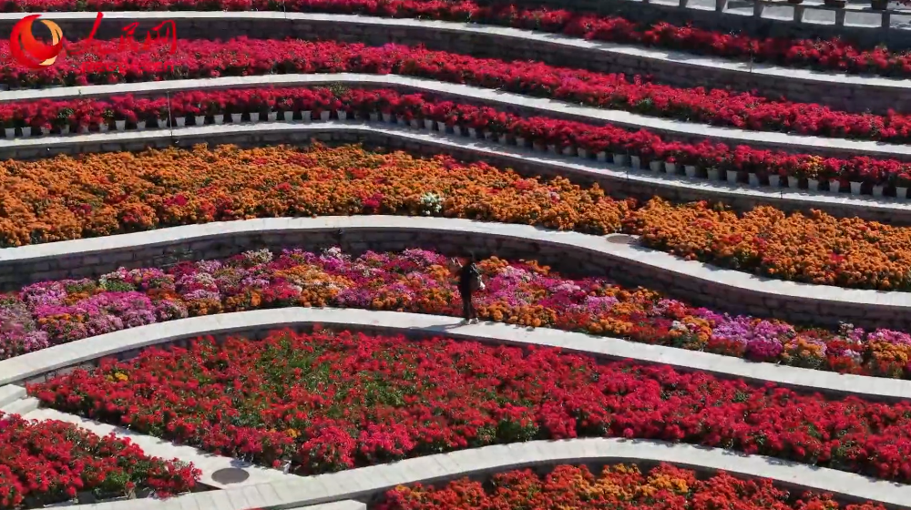 花如海！厦门500余种三角梅盛放