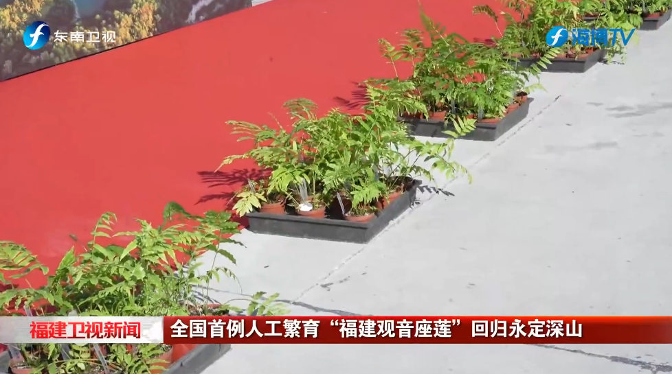 视频 | 全国首例人工繁育“福建观音座莲”回归永定深山