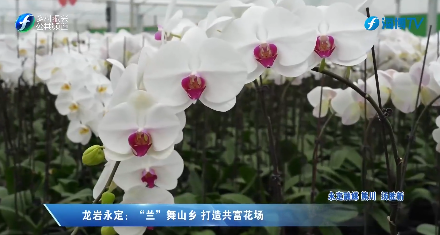 视频 | 龙岩永定：“兰”舞山乡 打造共富花场