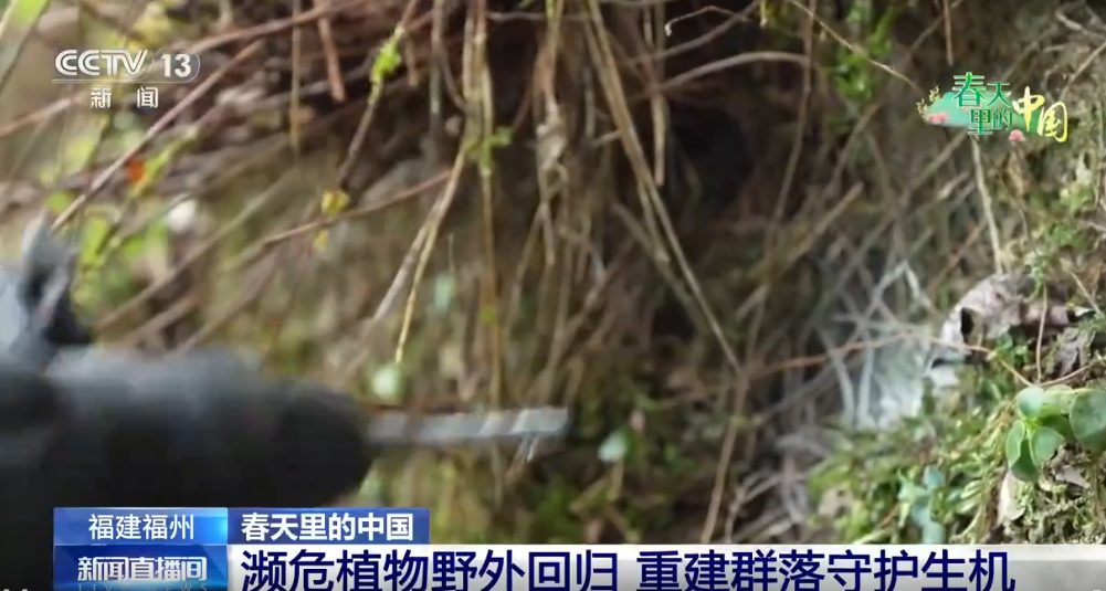 世界野生动植物日 | 福建福州：濒危植物野外回归 重建群落守护生机