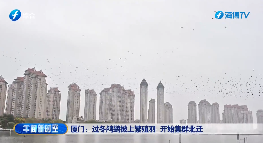 视频 | 厦门：过冬鸬鹚披上繁殖羽 开始集群北迁
