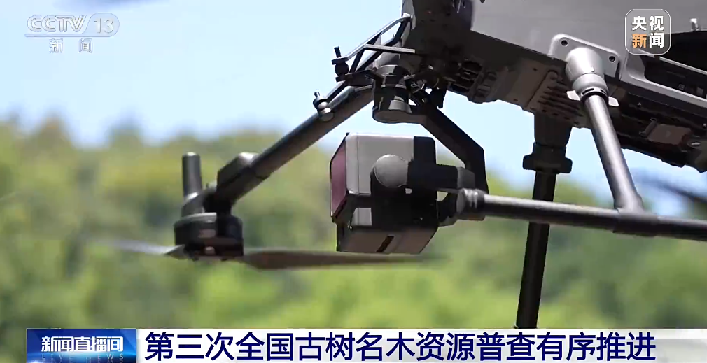 古树也要“做CT”！第三次全国古树名木资源普查有序推进