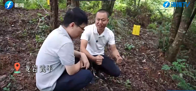 视频 | 单家独户怎么办？福建林农有了新“搭子”