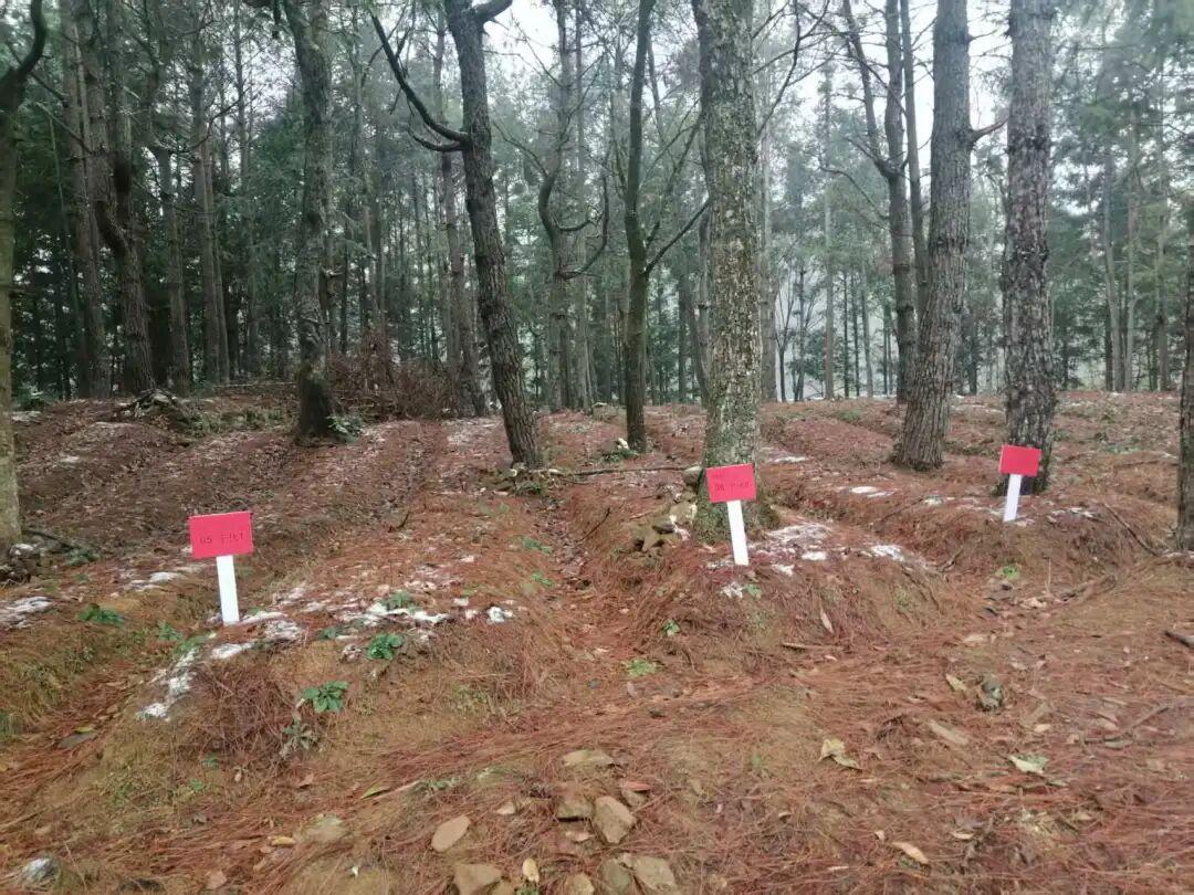 “小岩药谷”林下多花黄精种植.jpg