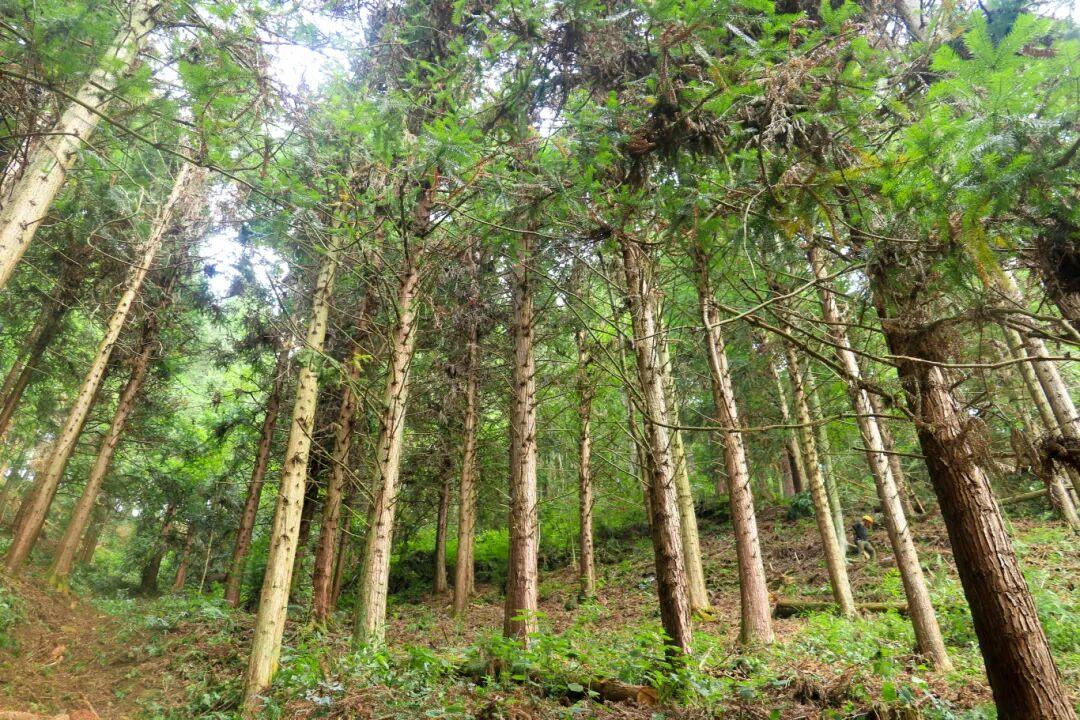 3.平岩管护站杉木特种材林下空间清理.jpg
