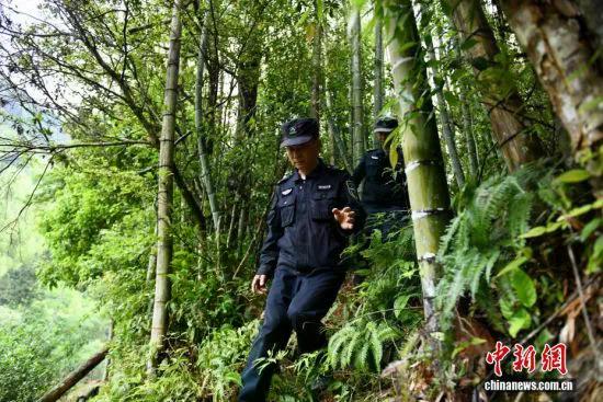 图为5月8日，护林员罗贤华（前）与季兴发正在巡山。中新社记者 王东明 摄