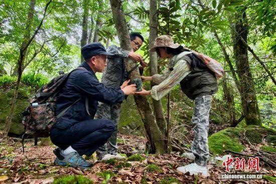 图为5月7日，护林员罗贤华（左一）与武夷山国家公园福建科研监测中心工作人员在密林深处安装红外相机。中新社记者 王东明 摄