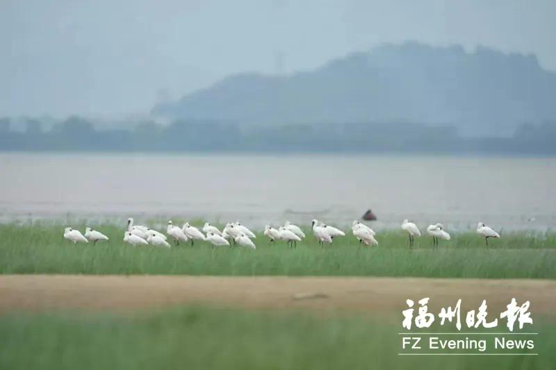 2024年闽江河口湿地“鸟口普查”结果揭晓